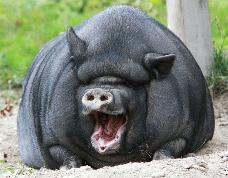 pig